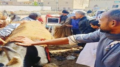 قوافل بيطرية مجانية بقري أسيوط.. تعرف على التفاصيل