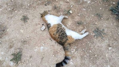 سبب مفاجئ وراء جريمته.. القبض على 