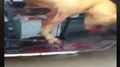 إحالة المتهمين بقتل 