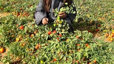 نقيب الفلاحين: أسعار الطماطم سترتفع في الأيام القادمة