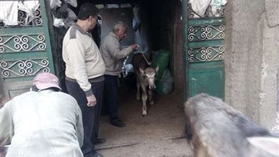 غلق حظيرتى ماشيه حفاظاً على الصحة العامة والبيئة بشبرا