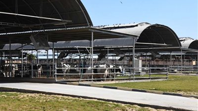 الداودي يتابع بدء الأعمال الإنشائية بمحطة البيوجاز بقنا