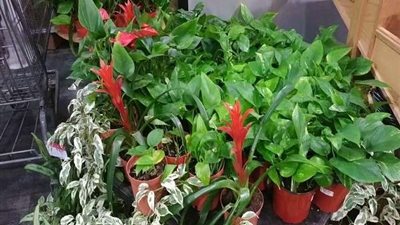 إعلامي: 80 مليون دولار قيمة صادرات مصر من نباتات الزينة للدول العربية وشمال إفريقيا