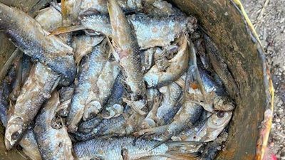 ضبط اكثر من 200 كيلو من اللحوم الفاسدة في سوهاج