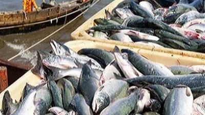 روسيا تعتزم حظر استيراد أسماك نرويجية في يناير