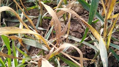 نقيب الفلاحين: مبيد الجمعيات الزراعية بـ