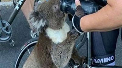 وزيرة البيئة الأسترالية: 30% من مواطن حيوانات الكوالا الطبيعية دُمرت