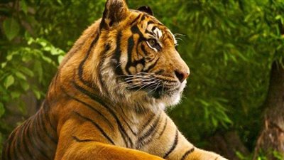 بالفيديو.. كيف تحويل حيوانك الأليف من كلب إلى نمر؟