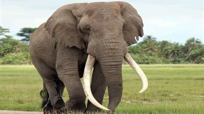 في لحظة غضب.. فيل يدهس مدربه قبل أحد العروض (فيديو)