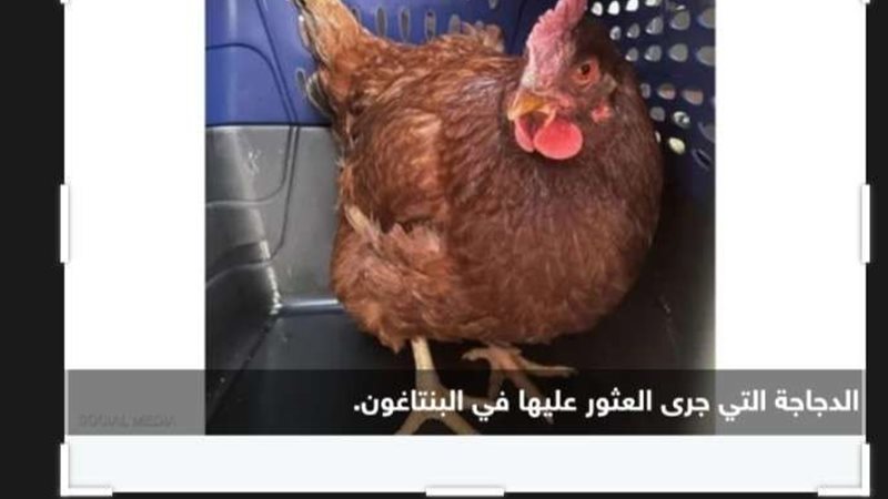 بلدنا اليوم