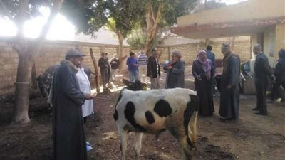 ضبط 122 كيلو لحوم مذبوحة خارج المجازر بالمنيا