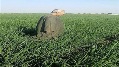 نقيب الفلاحين: البصل يسيل دموع مزراعيه للعام الثاني