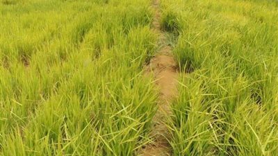 مجلس الوزراء: لا صحة لحظر زراعة الأرز بشكل نهائي