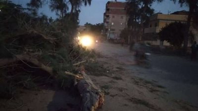 شجرة تتسبب في فصل الكهرباء بطوخ