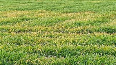 نقيب الفلاحين يطالب الزراعة بحظر بيع مبيد الحشائش الذي يبيد محصول القمح  (صور)