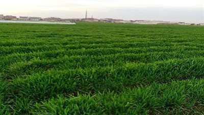 نقيب مهندسي السويس: منظومة الربط الإلكتروني للحجر الزراعي تُساعد على الرقابة