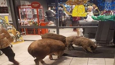 3 خنازير يقتحمون محل تجاري في روسيا (فيديو)
