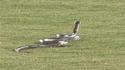 ثعبان ضخم يقتحم ملعب كرة قدم في أمريكا ويثير الرعب 