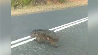 بعد حرائق الغابات.. ظهور حيوان بجسد محترق في أستراليا (فيديو)