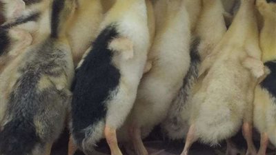 لتحويلها لقرى منتجة.. توزيع ٥٤ ألف و٨٠ طائر بمشروع تربية البط بالبحيرة