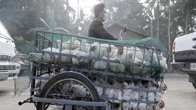 محافظ البحيرة: توزيع 54 ألف طائر للمستفيدين بمشروع تربية البط بالمحافظة