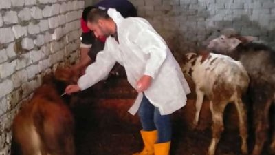 تحصين 353 ألف و197 رأس من الأبقار والأغنام ضد المرض الجلدي العقدي في البحيرة