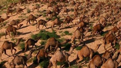 لهذه الأسباب.. استراليا تعوض الحرائق بإعدام الجمال