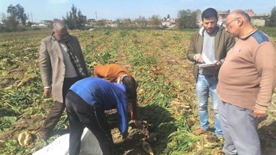 البحيرة تحصد نتائج موسم بنجر السكر.. تفاصيل