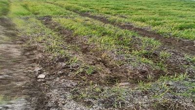 زراعة 121 ألف فدان قمح بنسبة 92 % من المستهدف حتي الآن بالمنوفية