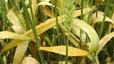 الزراعة تصدر نشرة إرشادات للمزراعين لوقاية القمح من مرض الصدأ الأصفر