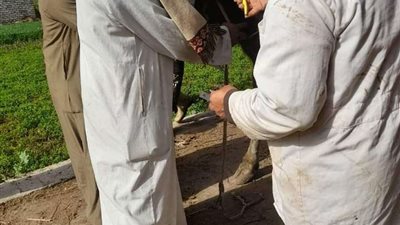 بيطري البحيرة: عمل التحصينات اللازمة لأكثر من 10 آلاف رأس من الماشية والأغنام و1800 طائر