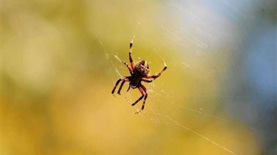 تفسير حلم العنكبوت في المنام للعزباء والمتزوجة والرجل