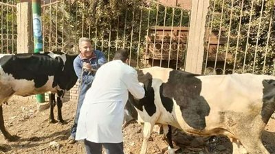 بيطرى المنوفية: انتهاء حملة التحصين ضد التهاب الجلد العقدي وجدري الأغنام