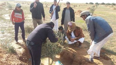 تنمية وتحسين 225 مزرعة زيتون ببرنامج الممارسات الزراعية الجيدة بمطروح