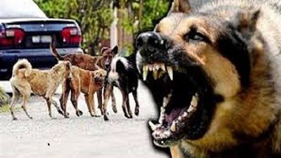 كلب مسعور يعقر 5 أطفال في البحيرة