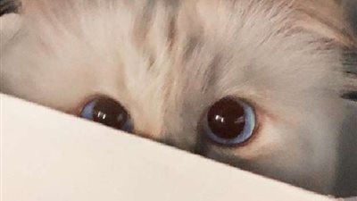 دراسة تكشف سر وصف القطط بـ