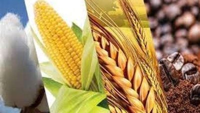 الزراعة تعلن التوسع في انتاج تقاوي المحاصيل الحقلية بالمزارع الإفريقية المشتركة