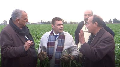 رفع كفاءة المصنع وتيسير الإجراءات.. استعدادات شركة الدلتا للسكر لتوريد البنجر من المزراعين