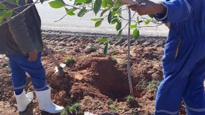 رئيس مدينة مطروح: بدء زراعة الجزيرة الوسطى بالطريق الدولي بأشجار الزينة