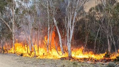 لهذه الأسباب.. اشتعال حرائق الغابات مجددا بأستراليا