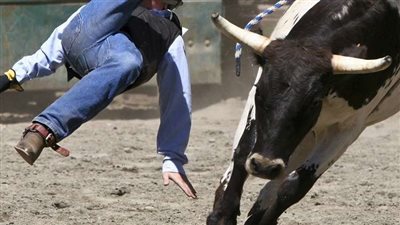 ثور هائج في منزل أحد المواطنين