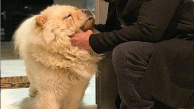 ردود أفعال واسعة بعد نشر أحمد فهمي صورة له مع كلب