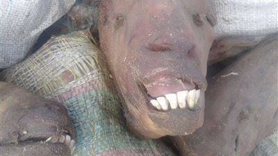 إعدام رؤوس ماعز مقطوعة أثارت جدل في الخانكة