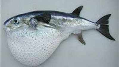 بعد تسمم أسرة كاملة.. أبرز 10 معلومات عن سمكة الأرنب