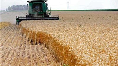 زراعة المنوفية: استعدادات مكثفة لموسم توريد القمح