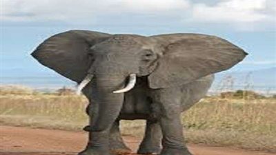 بعمق 25 قدما.. كيف أنقذ سكان الهند 