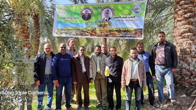 انطلاق حملة مكافحة سوسة النخيل لمدة شهر بسيوة