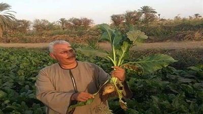 نقيب الفلاحين: أمل الاكتفاء الذاتي من السكر ينحصر في البنجر