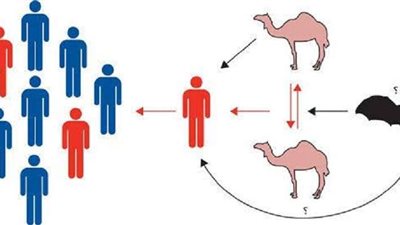 بعد انتشار كورونا.. خبير بيطري يشرح طريقة انتقال الفيروس من الحيوان إلى الإنسان