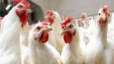 قانون مزاولة مهنة الطب البيطري يحدد آليات وضوابط لمواجهة الأوبئة البيطرية